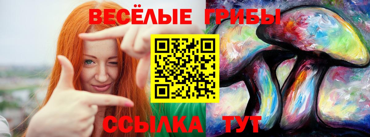Галлюциногенные грибы Psilocybe Выборг